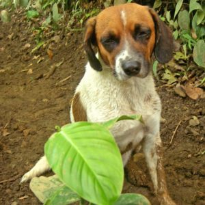 The dog we named Dennys during the Costa Rica race