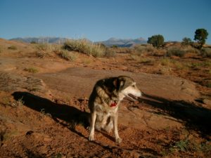 Tango poses in Moab