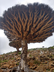 A blood dragon tree