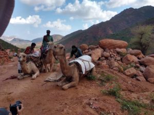 Loading camels for the mountain trek