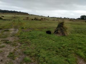 Healthy mother wombat in Woolnorth